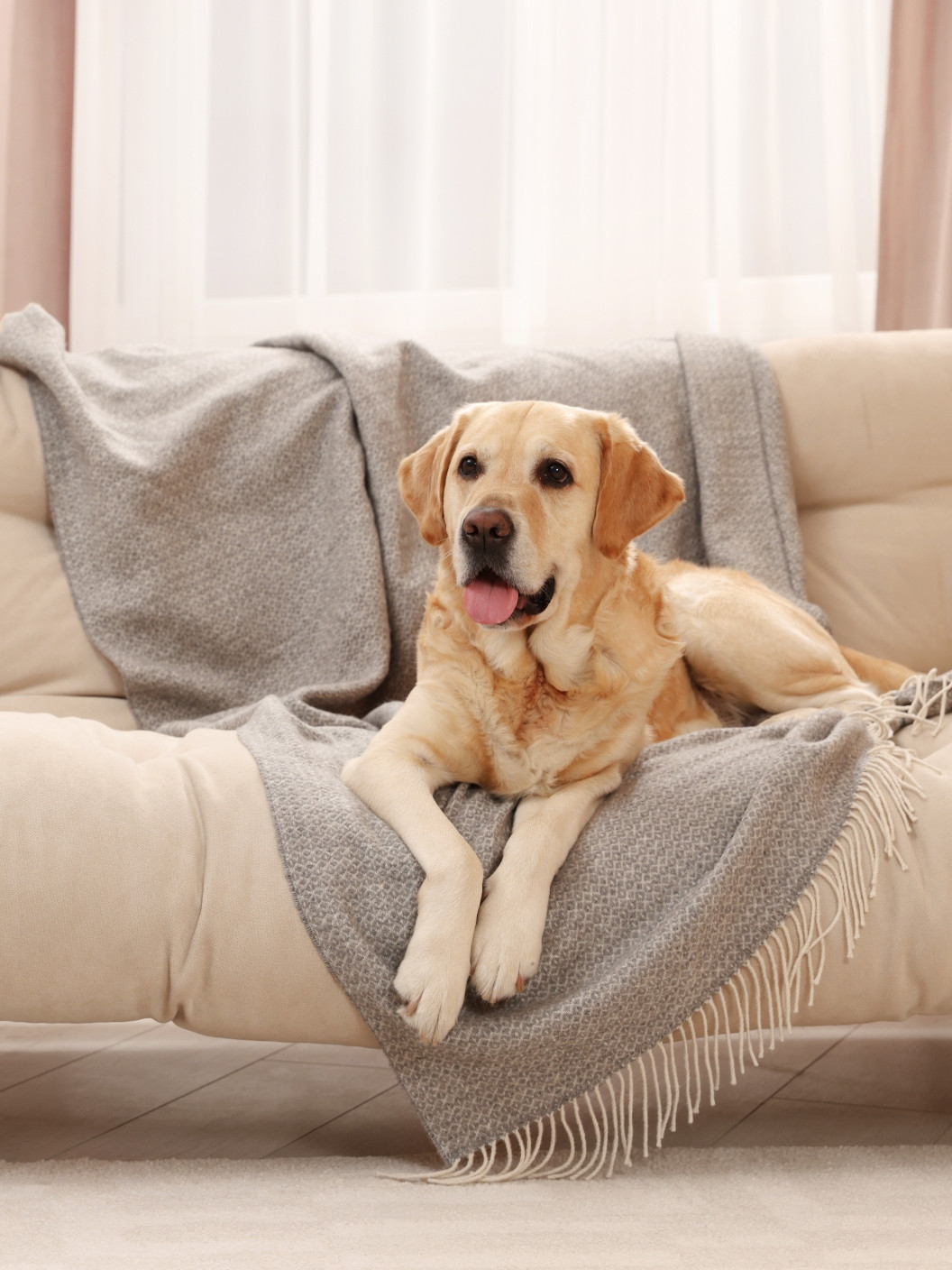 Paloma 09 Web Zivalske Dlake 03