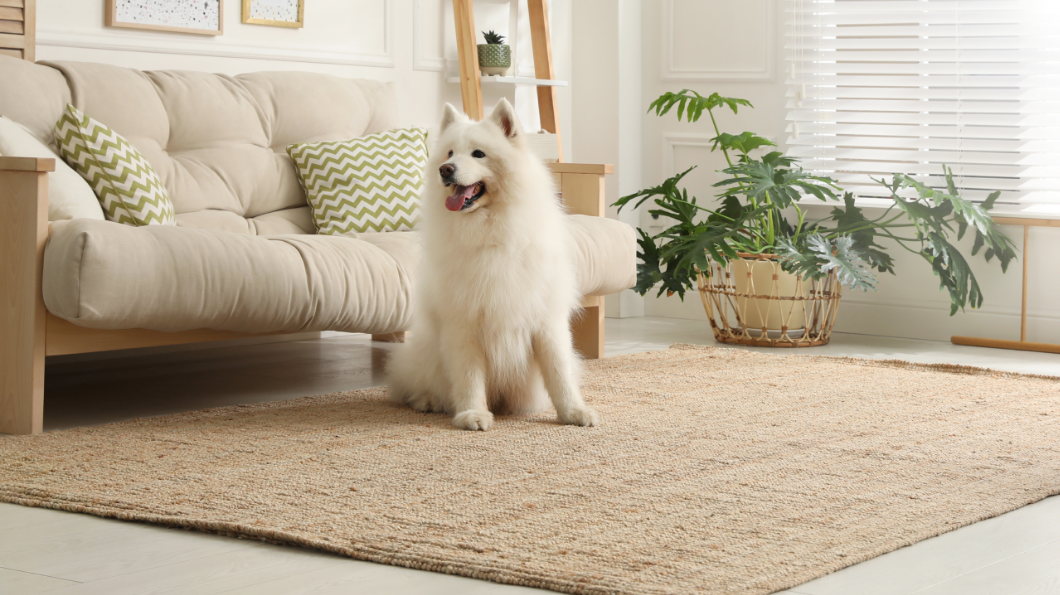 Paloma 09 Web Naslovna Zivalske Dlake