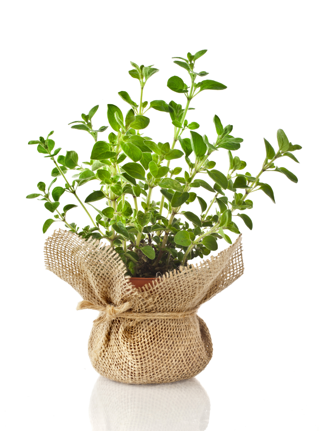 Paloma 06 Web Zacimbe In Zelisca Origano