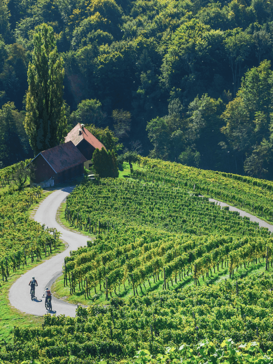 Paloma 08 Web Na Kolo 03