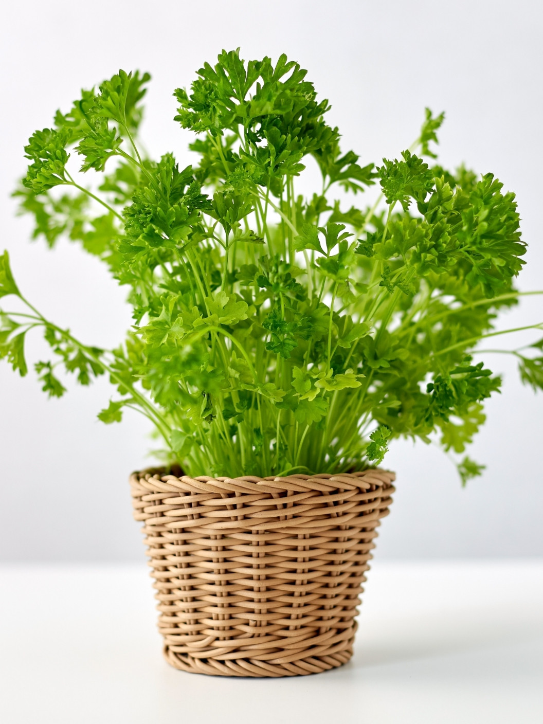 Paloma 06 Web Zacimbe In Zelisca 01