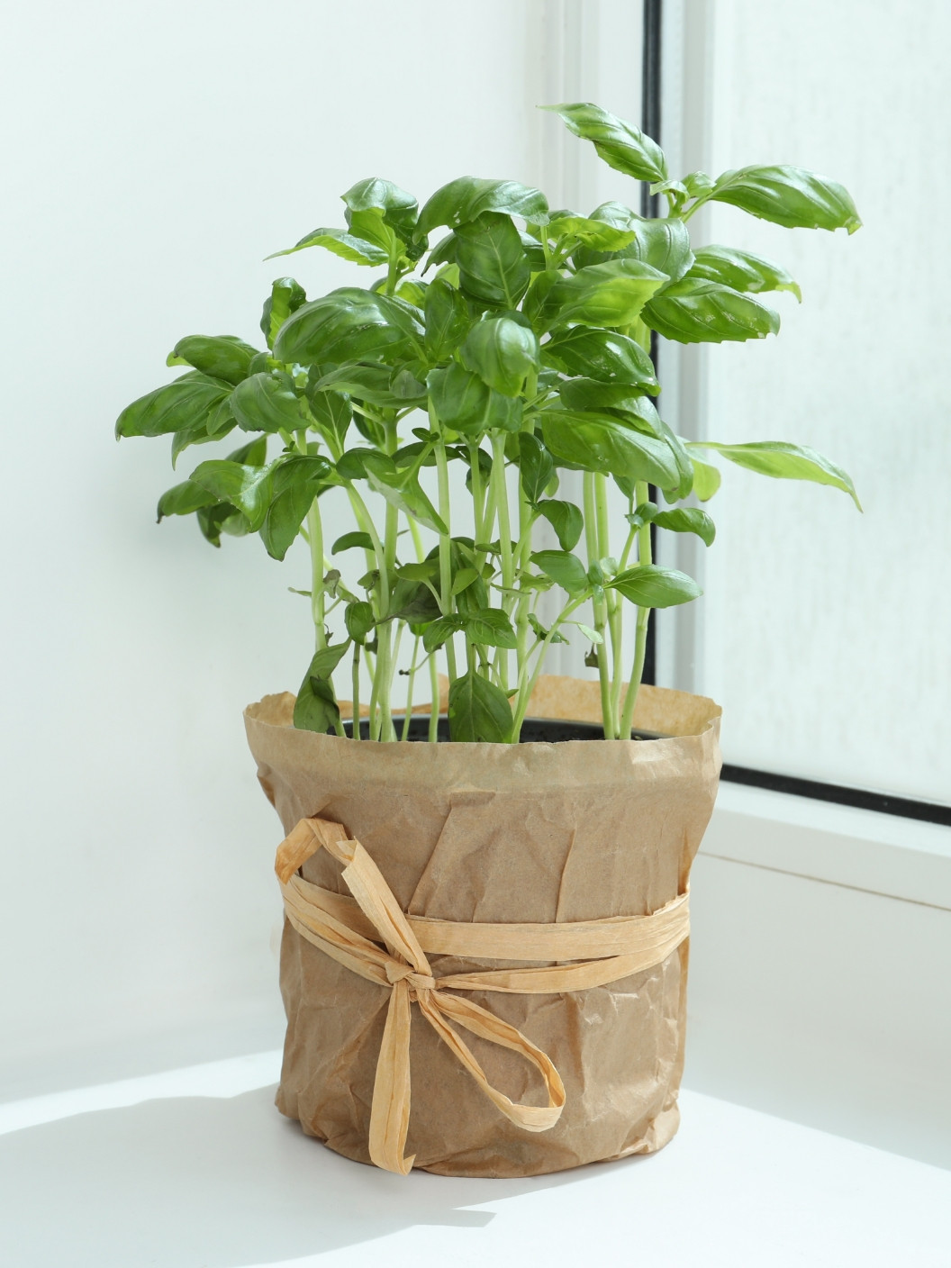 Paloma 06 Web Zacimbe In Zelisca 02