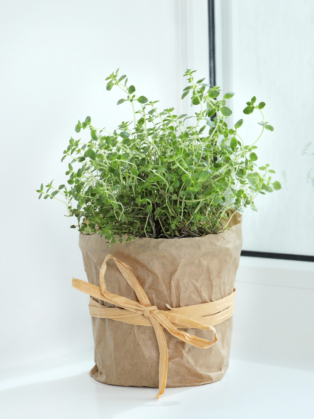 Paloma 06 Web Zacimbe In Zelisca 04