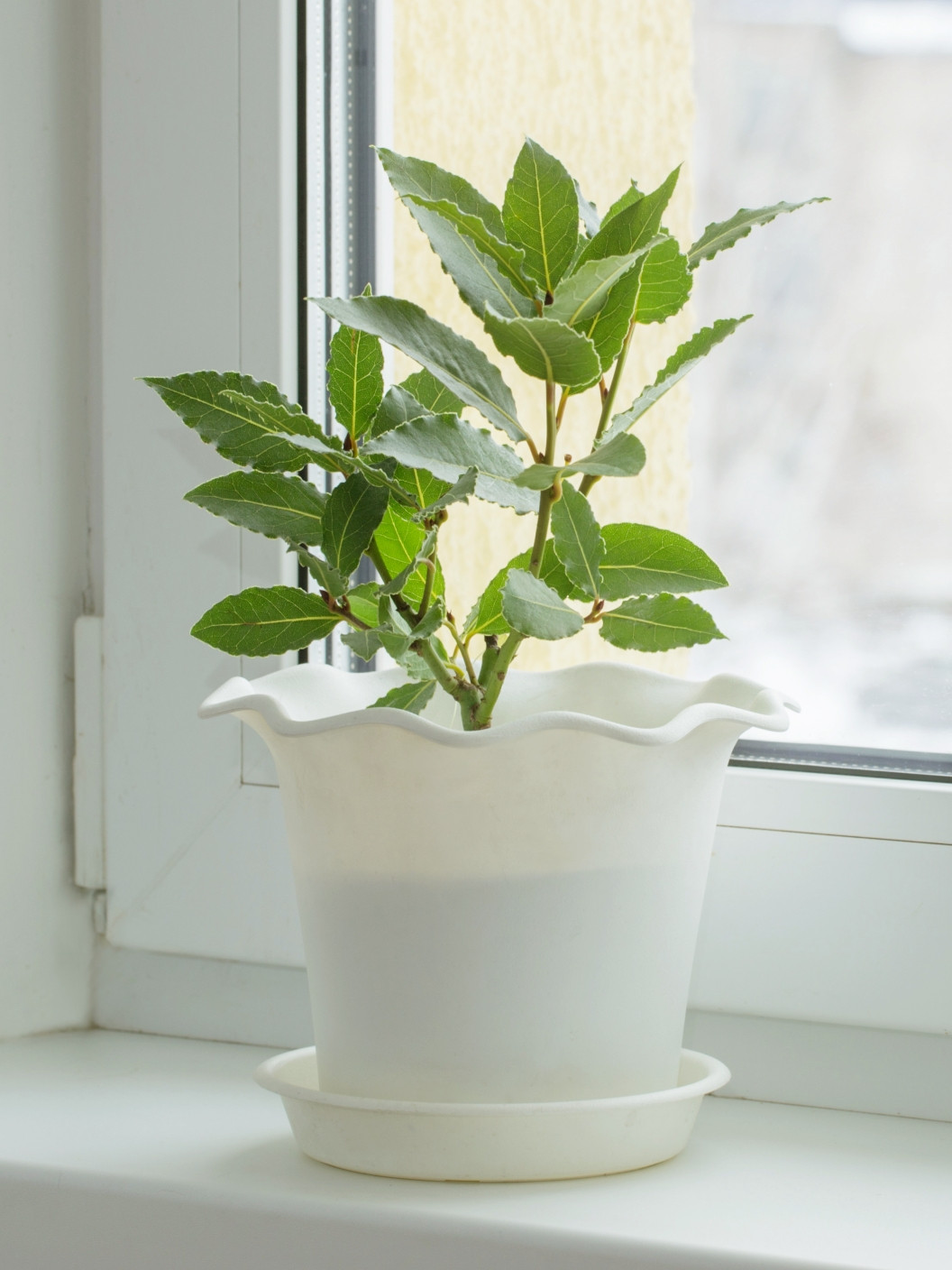 Paloma 06 Web Zacimbe In Zelisca 05